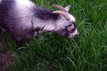 HOMEGROWN Life: A Bit Of A Treat Image